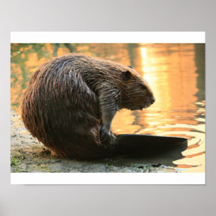 Affiche Coucher de soleil Beaver