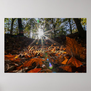Affiche Coucher de soleil brillant de la forêt feuille de