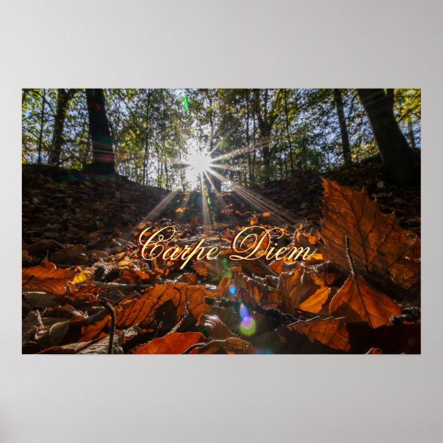 Affiche Coucher de soleil brillant de la forêt feuille de  (Devant)