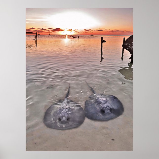 Affiche Coucher de soleil Caye Caulker Stingray (Devant)