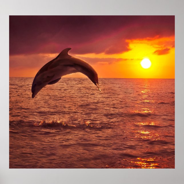 Affiche Coucher de soleil dauphin : magnifique toile de fo (Devant)
