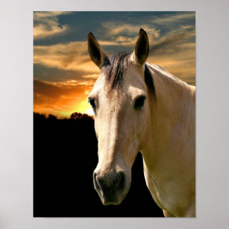 Affiche Coucher de soleil de cheval de Buckskin