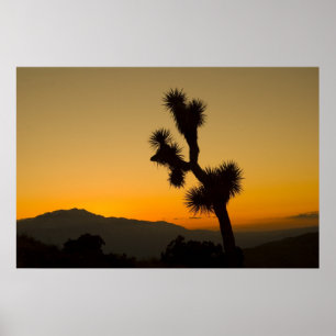 Affiche Coucher de soleil de Joshua Tree