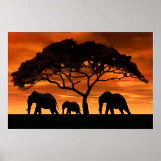 Affiche Coucher de soleil de l'éléphant d'Acacia