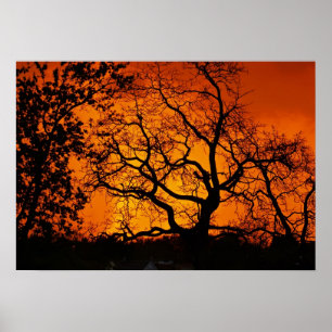 Affiche Coucher de soleil orange