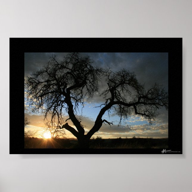 Affiche Coucher de soleil sur l'arbre mort (Devant)