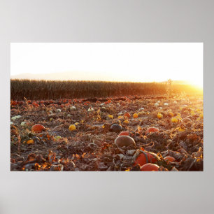 Affiche Coucher de soleil sur le jardin de citrouilles C