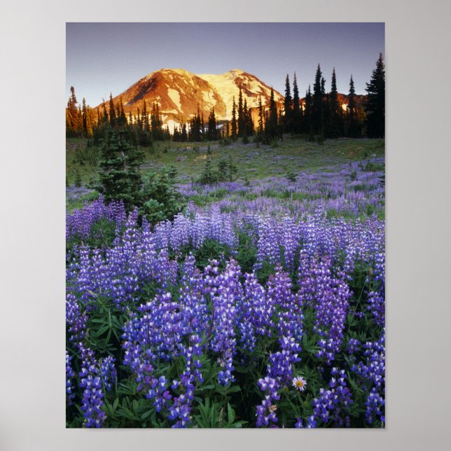 Affiche Coucher de soleil sur le mont Adams et une prairie (Devant)