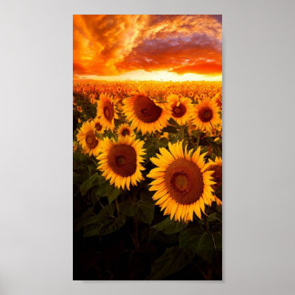 Affiche Coucher De Soleil Sur Les Fleurs De Soleil