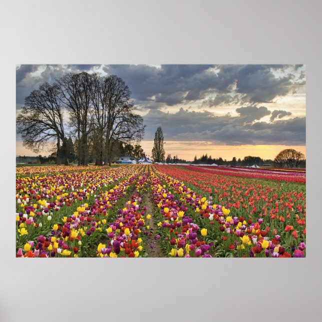 Affiche Coucher du soleil à la ferme Tulip dans l'Oregon (Devant)