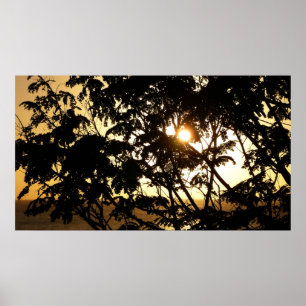 Affiche Coucher du soleil à travers les arbres I Photograp