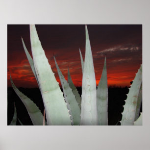 Affiche Coucher du soleil d'agave