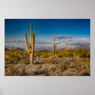 Affiche Coucher du soleil de cactus en Arizona
