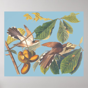 Affiche Coucou à bec jaune Audubon