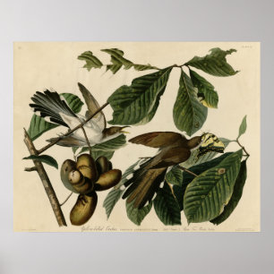 Affiche Coucou Jaune-Affiché les oiseaux de l'Amérique