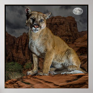 Affiche Cougar Arizona