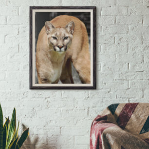 Affiche Cougar Black White and Color Photo Mountain Lion