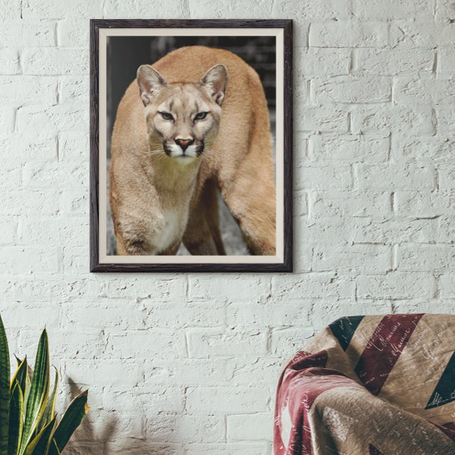 Affiche Cougar Black White and Color Photo Mountain Lion (Créateur téléchargé)