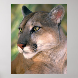 Affiche Cougar, Californie