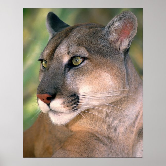 Affiche Cougar, Californie (Devant)