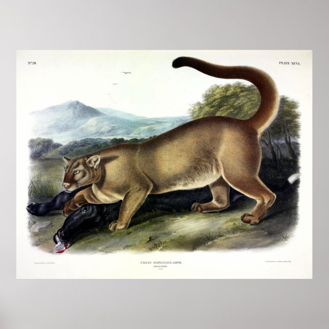Affiche Cougar ou Puma, Panther, Lion de montagne, Montagn (Devant)