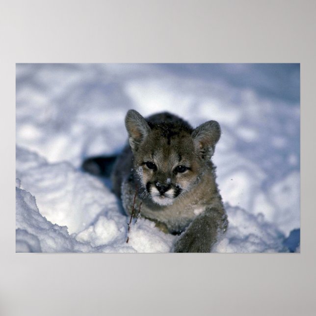 Affiche Cougar-petit louvet sur neige (Devant)