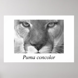 Affiche Cougar-Puma concolor
