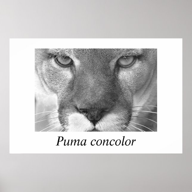 Affiche Cougar-Puma concolor (Devant)