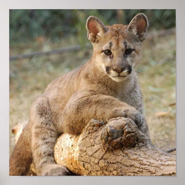 Affiche cougarCub4-10x10 (Devant)