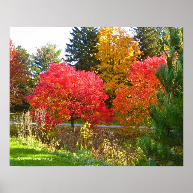 AFFICHE COULEUR "AUTOMNE LIGHT"/CHUTE À TOLEDO BOTANIQUE (Devant)
