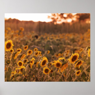 Affiche Couleur de soleil sur le terrain rural 16x20