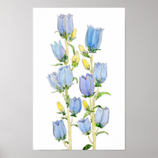 Affiche couleur d'eau des cloches Canterbury bleues et vio