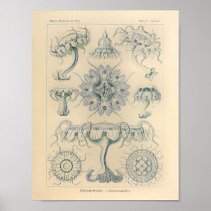 Affiche Couleur du malaise Vintage Ernst Haeckel Imprimer