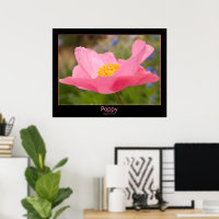 Couleur encadrée Pink Poppy Photo Gros plan