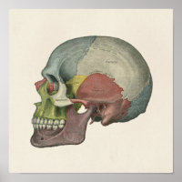 Couleur Humain Crâne Anatomique Art Imprimer