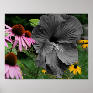 Affiche Couleur partielle de la fleur Hibiscus