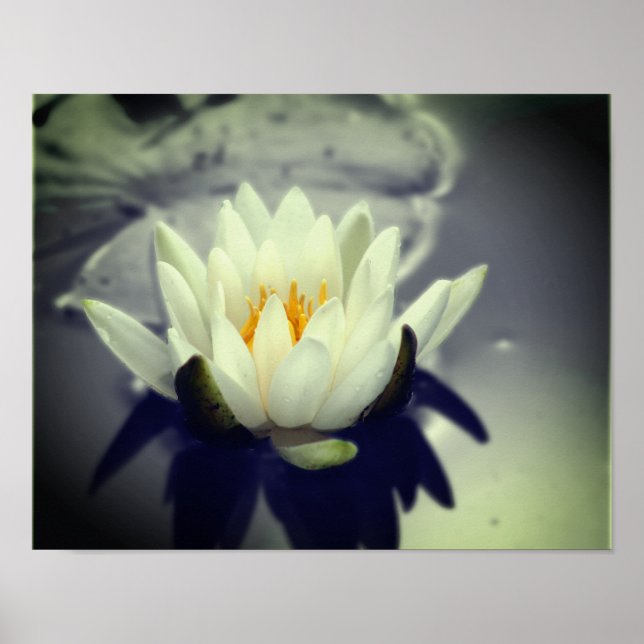 Affiche Couleur partielle de la lys Lotus d'eau blanche (Devant)