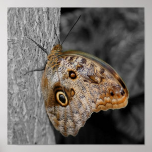 Affiche Couleur partielle du papillon d'hibou Brown