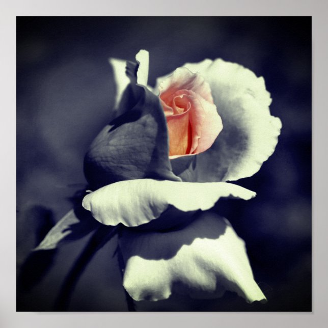 Affiche Couleur Partielle Noir Et Blanc De Rosebud (Devant)