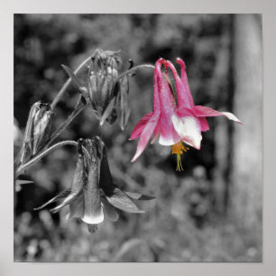 Affiche Couleur Partielle Noire Et Blanche De La Colle Col