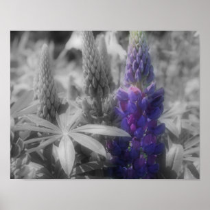 Affiche Couleur partielle trio lupine-fleur