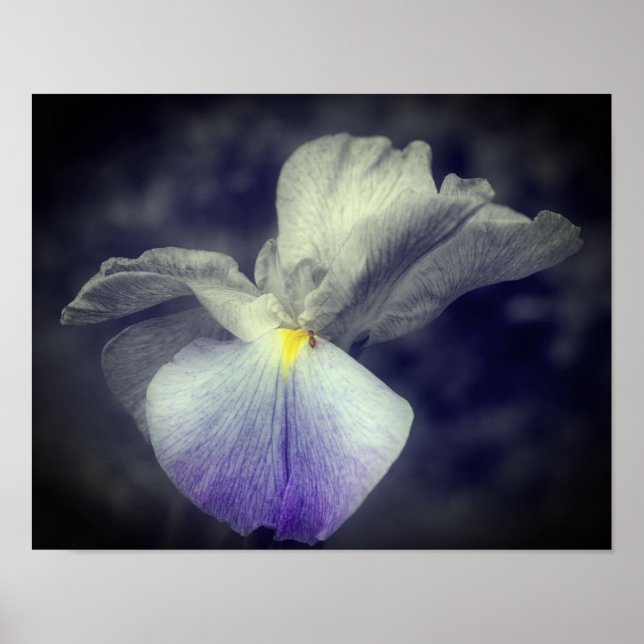 Affiche Couleur partielle violet iris japonais (Devant)