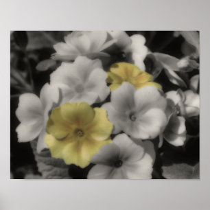 Affiche Couleur Vintage jaune Primrose