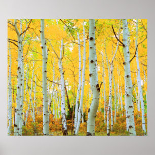 Affiche Couleurs automnales des arbres d'Aspen 1