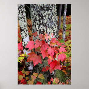 Affiche Couleurs d'automne