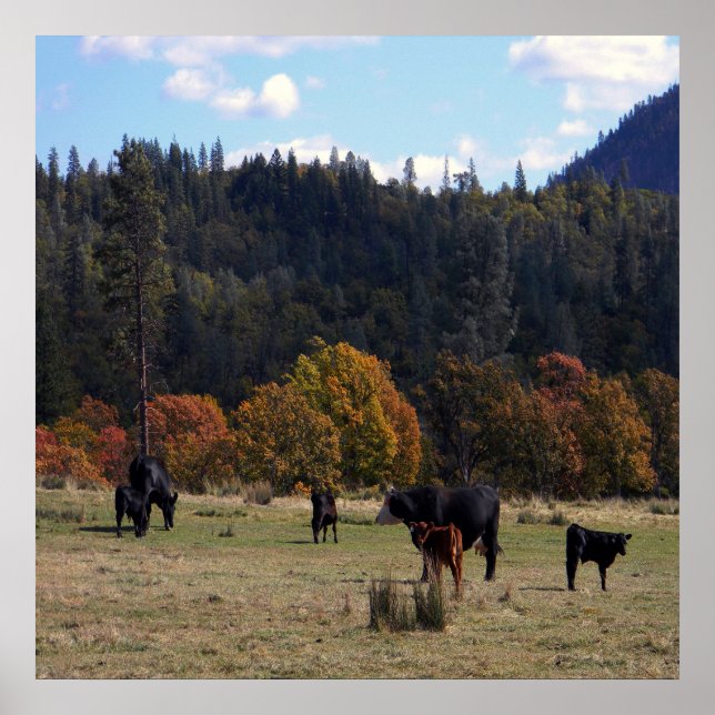 Affiche Couleurs d'automne avec le troupeau... (Devant)