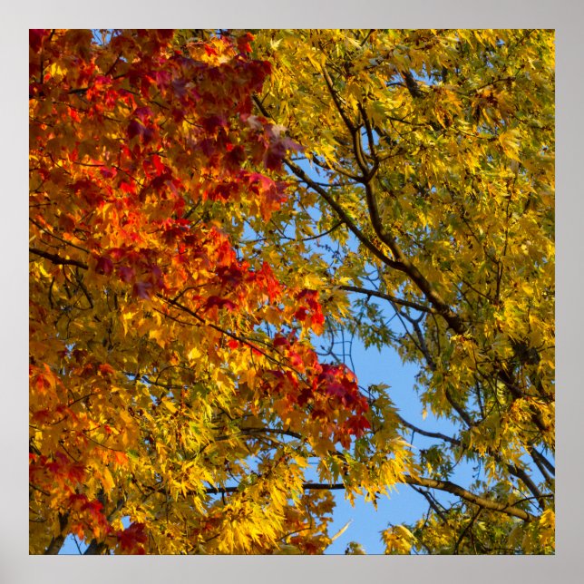 Affiche Couleurs d'automne, Ciel bleu, Ohio (Devant)