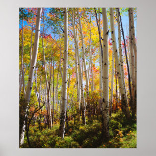Affiche Couleurs d'automne des arbres d'Aspen 5