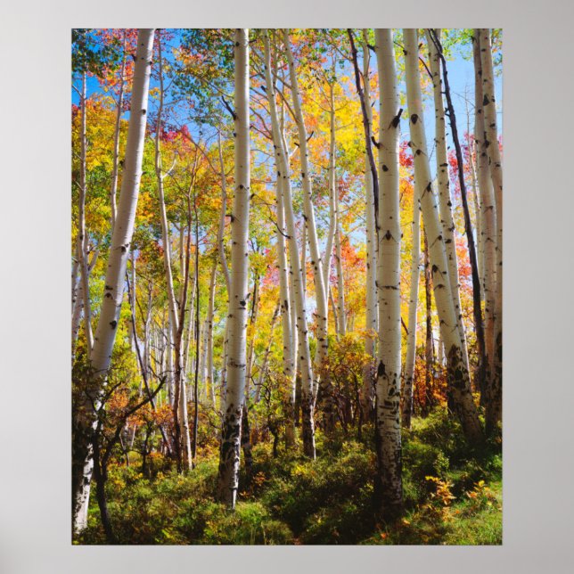 Affiche Couleurs d'automne des arbres d'Aspen 5 (Devant)