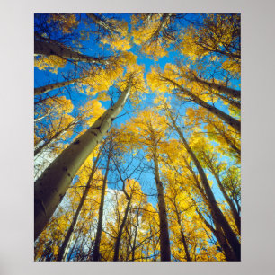 Affiche Couleurs d'automne des arbres Trembles 2